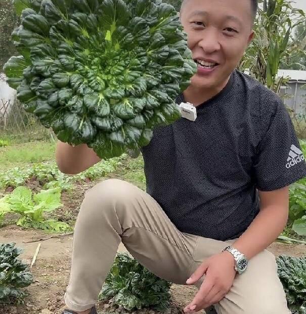 种菜生活小妙招分享，轻松打造绿意盎然的小菜园！